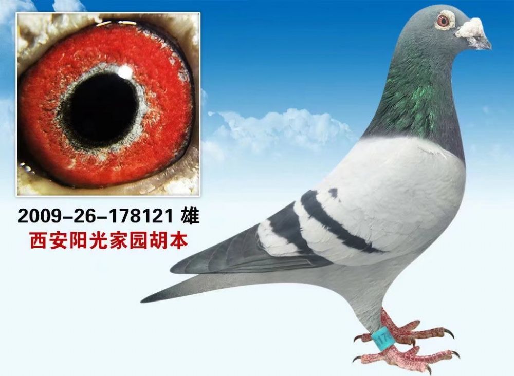 皖北群英种鸽舍 - 中信网铭鸽展厅 www.ag188.com