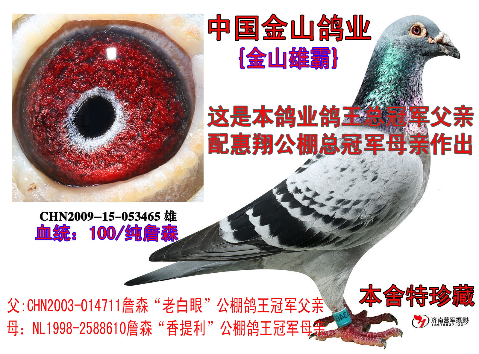 信鸽拍卖首页 拍卖专题 >> 查看拍卖商品 相关图片