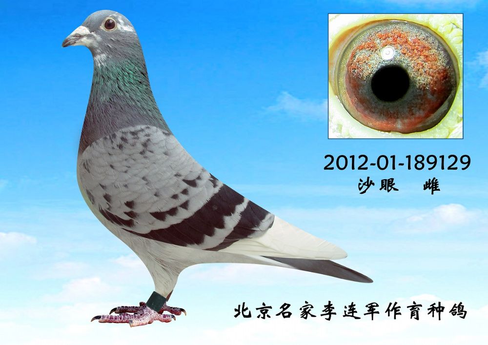李连军作育种鸽.