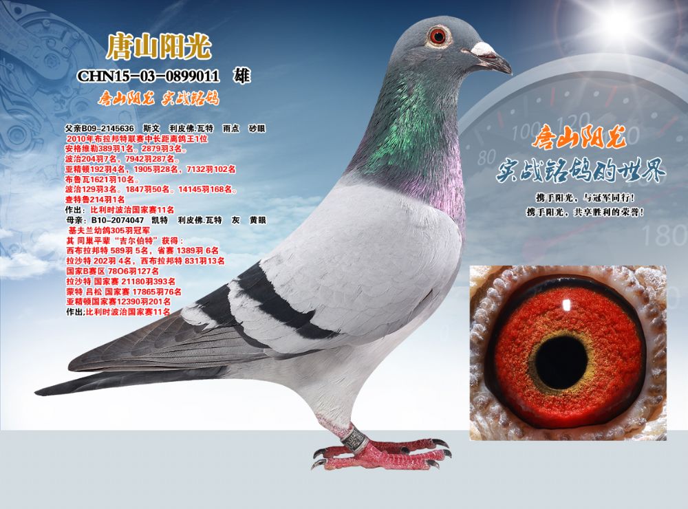 唐山阳光在线拍鸽