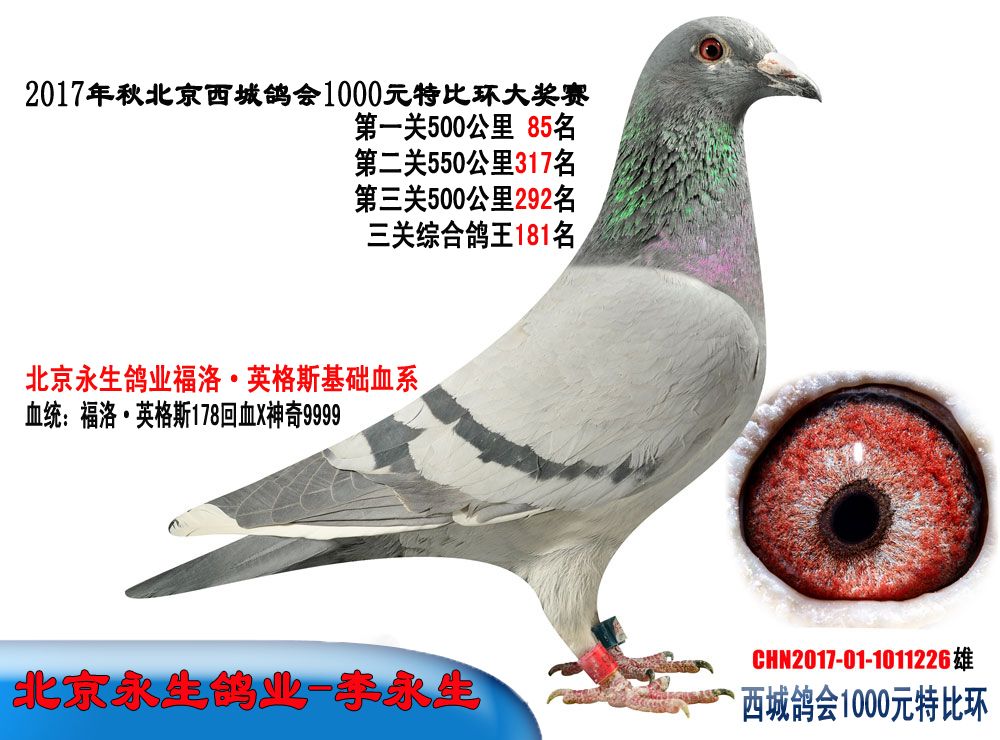 信鸽拍卖首页 拍卖专题 >> 查看拍卖商品   李永生1011226