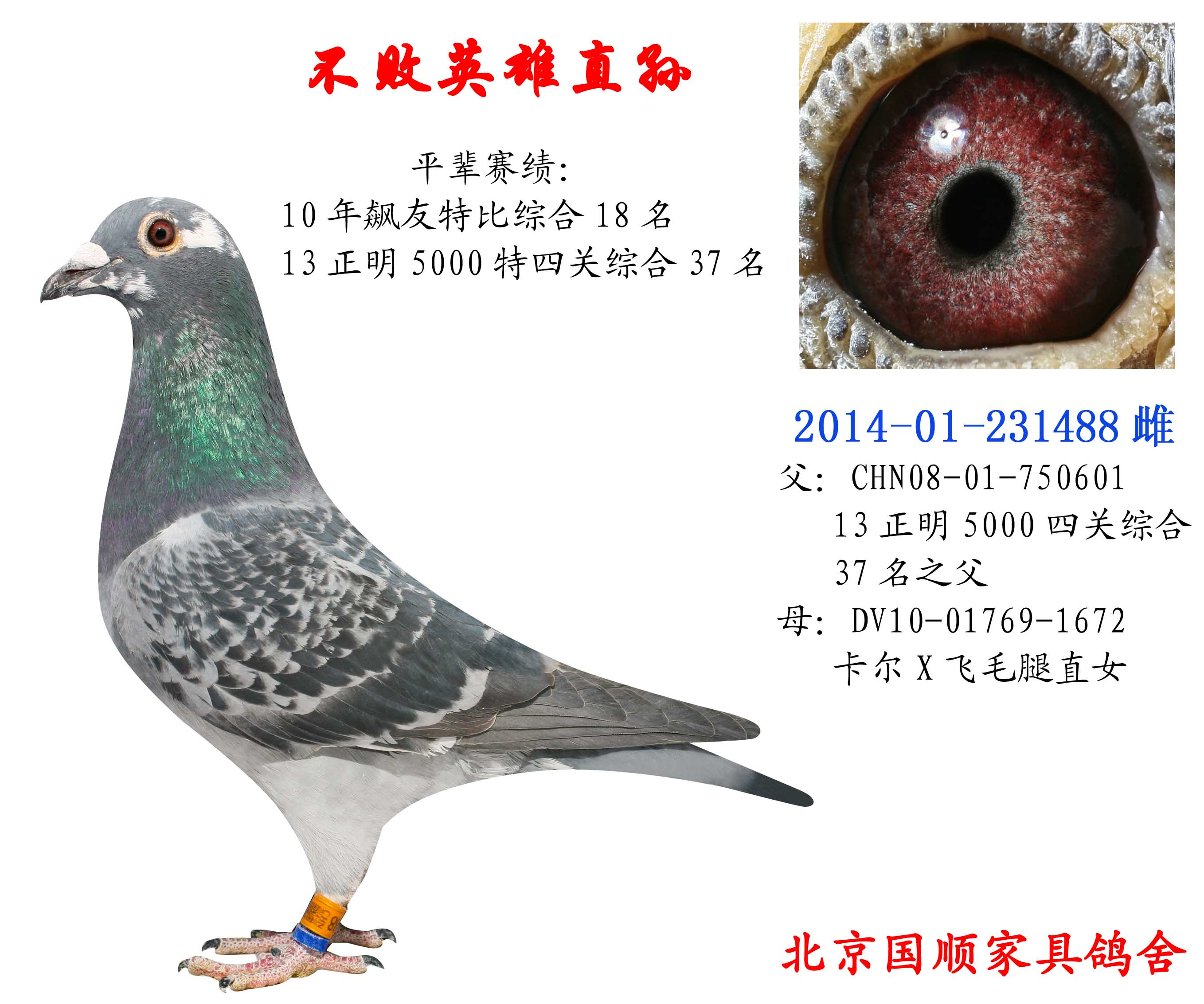 信鸽在线拍卖平台 - 中国信鸽信息网