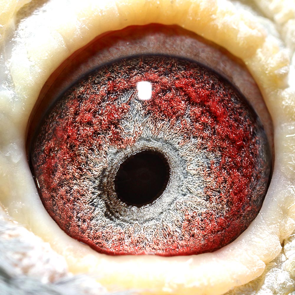 点击查看此商品大图片