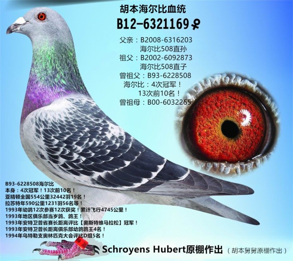 胡本海尔比169雌 保证金级 拍卖