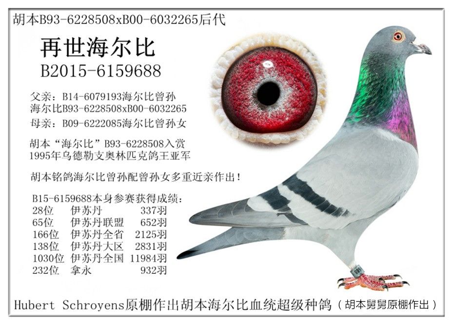 海尔比688雄 保证金级 拍卖