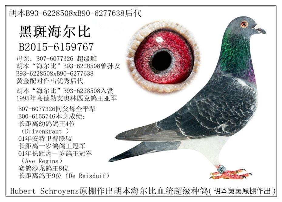 信鸽在线拍卖平台 - 中国信鸽信息网