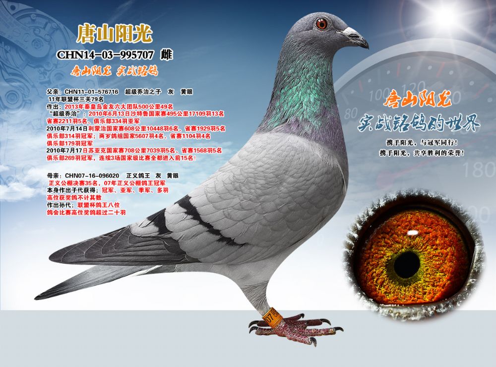 唐山阳光 - 中信网铭鸽展厅 www.ag188.com