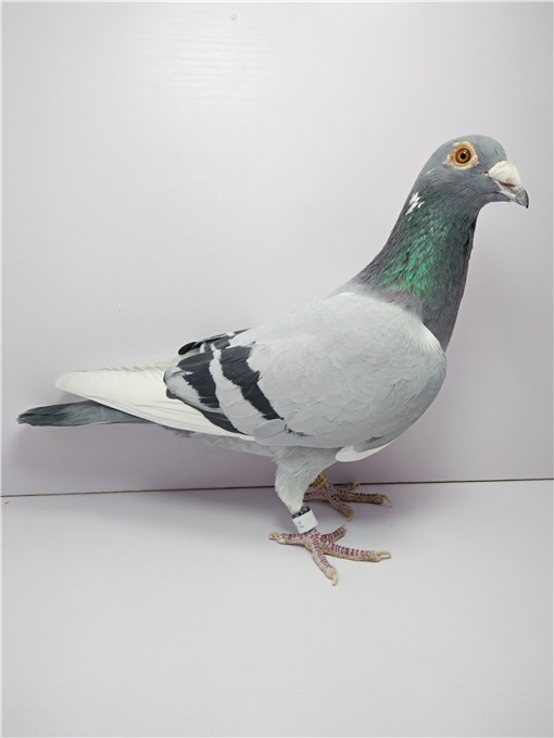 >> 查看拍卖商品