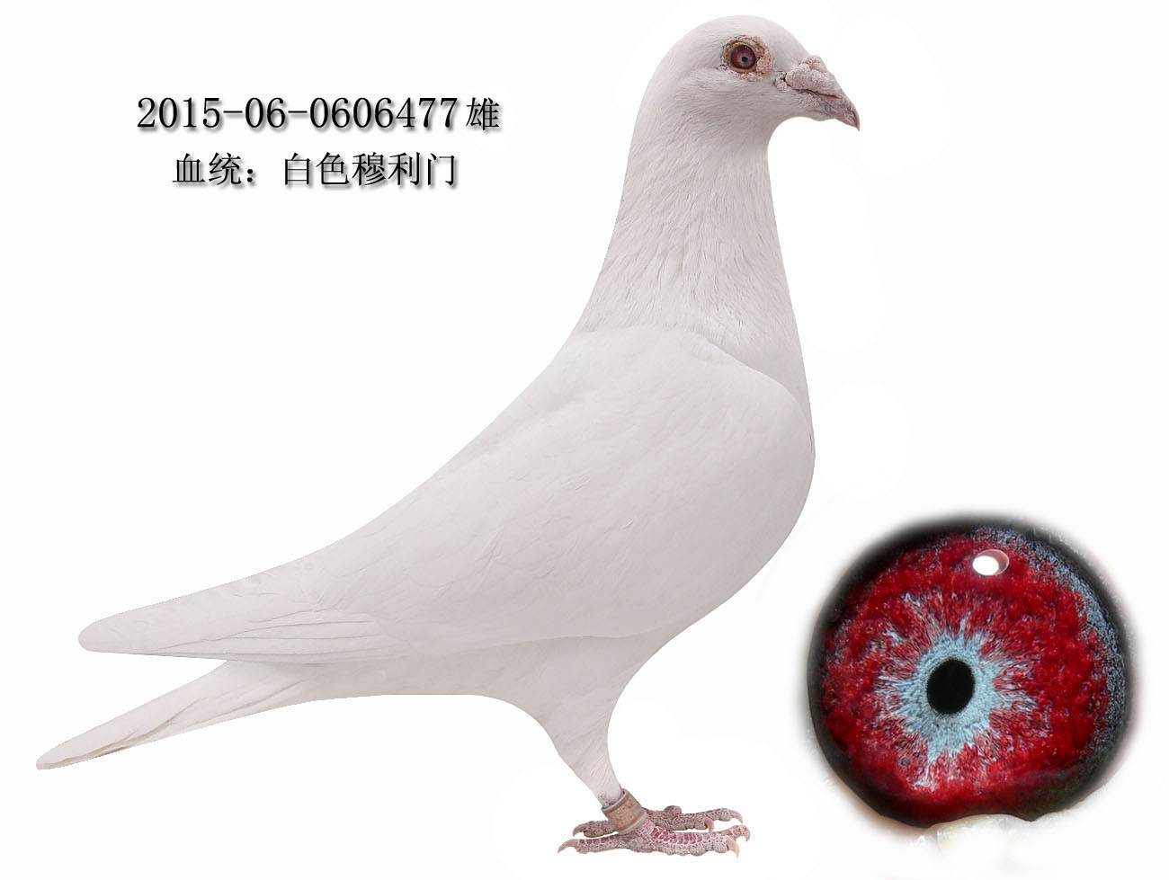 信鸽在线拍卖平台 - 中国信鸽信息网