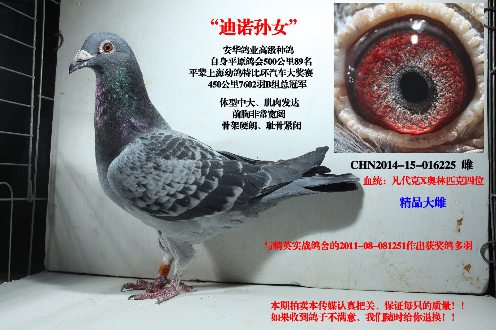 安华鸽业平原县鸽会89名 保证金级 拍卖