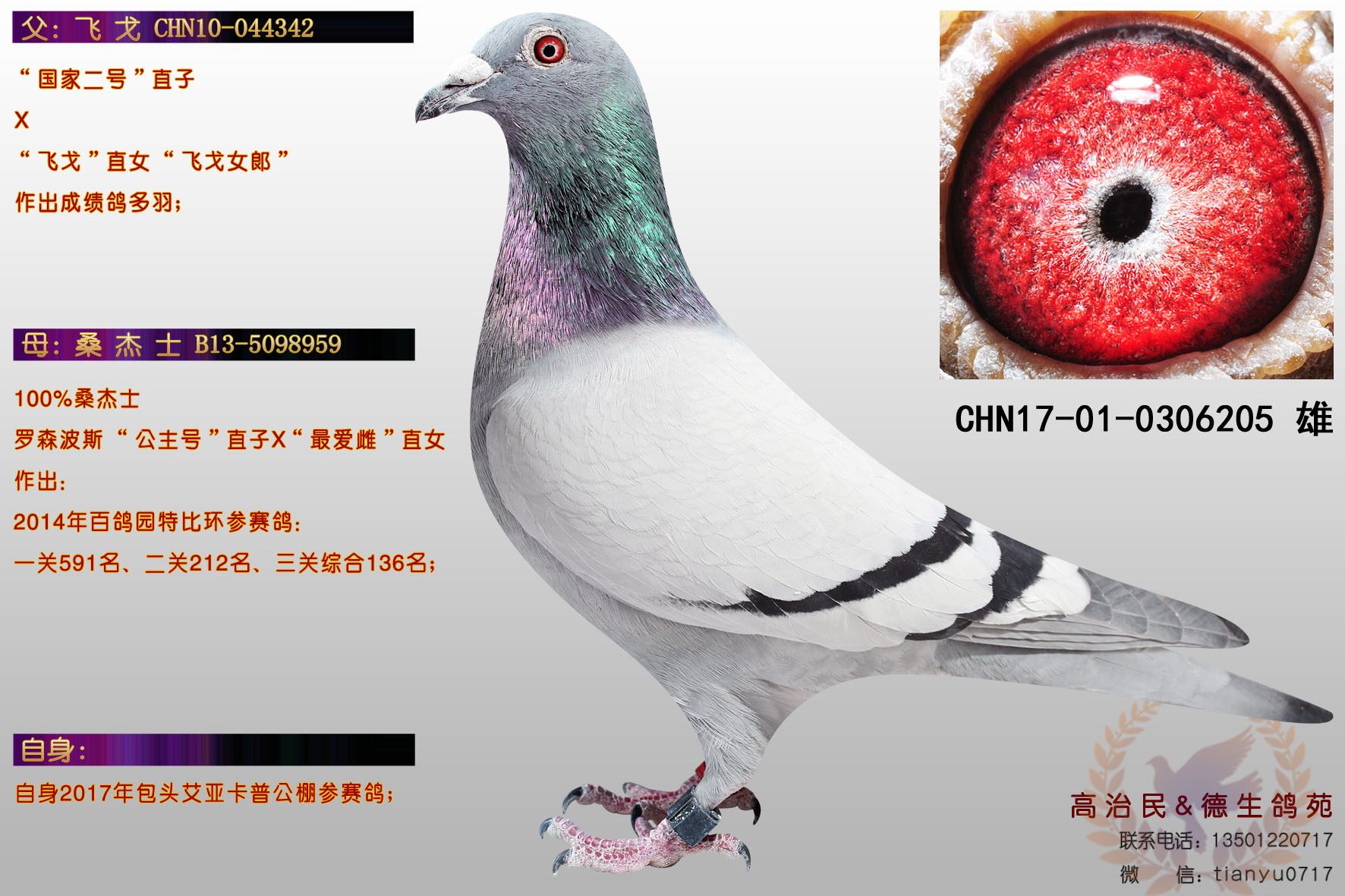 信鸽在线拍卖平台 - 中国信鸽信息网