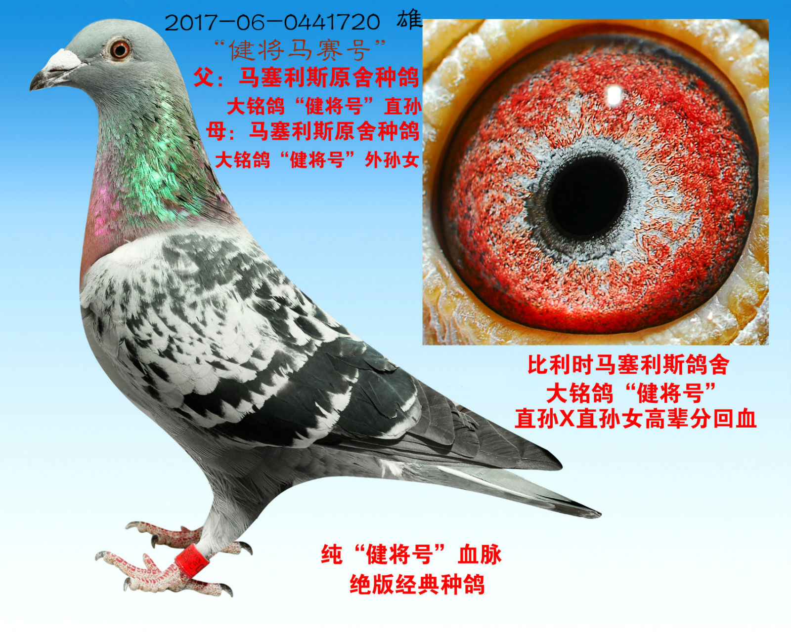 "健将马赛号" 保证金级 拍卖