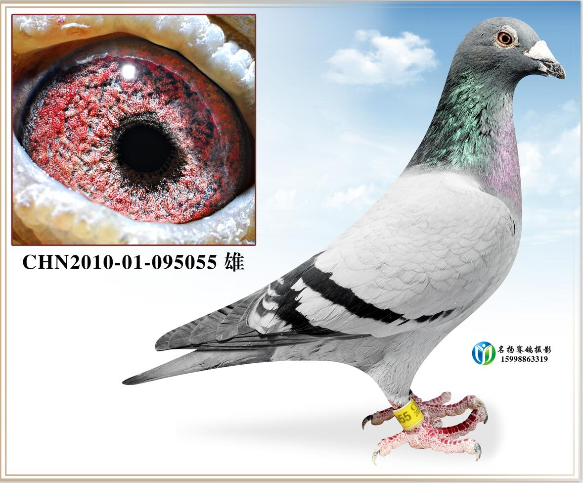 状态: 拍卖结束 商家名称: 李氏鸽业                 (查看庞枚)