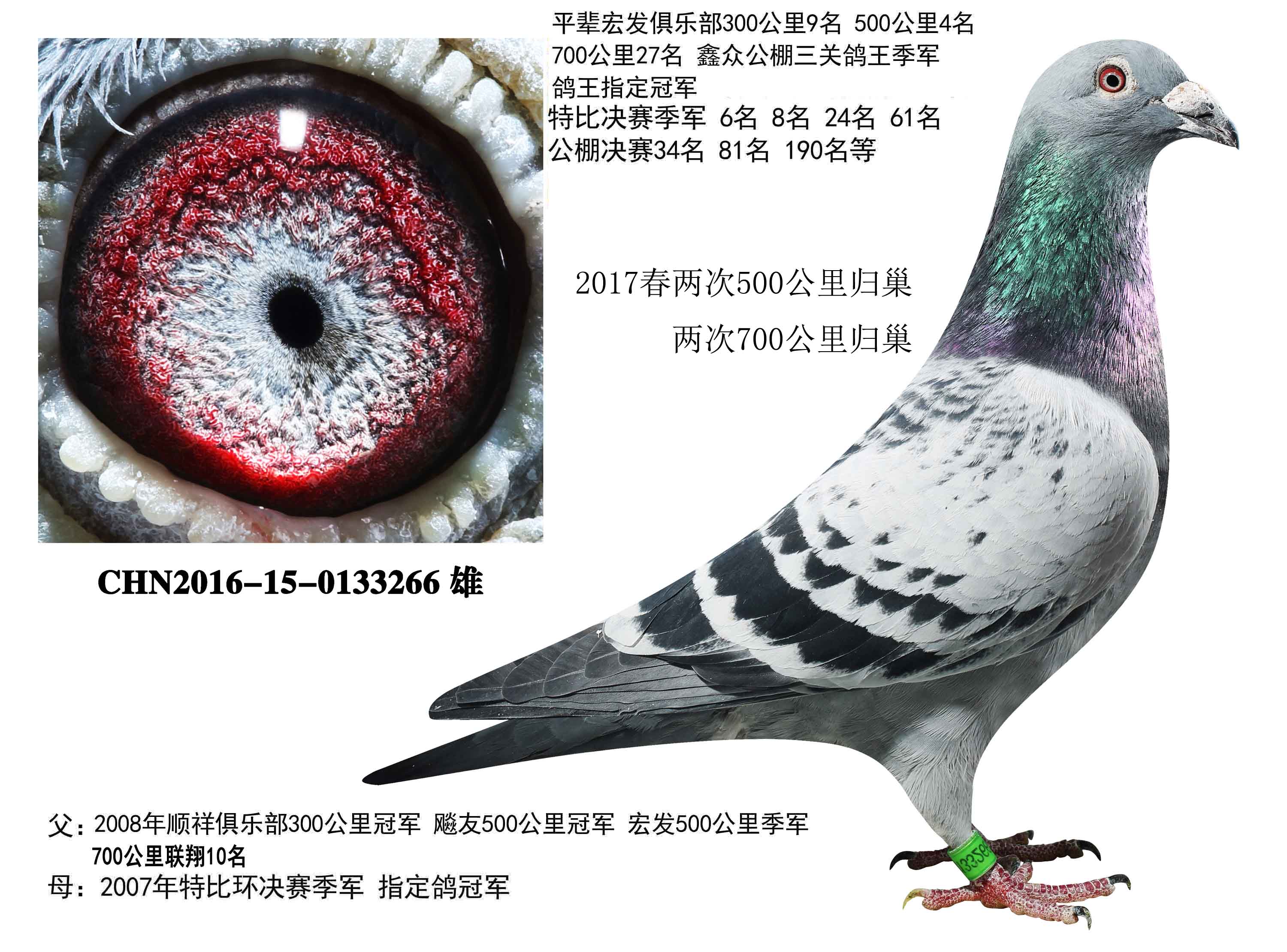 信鸽在线拍卖平台 - 中国信鸽信息网