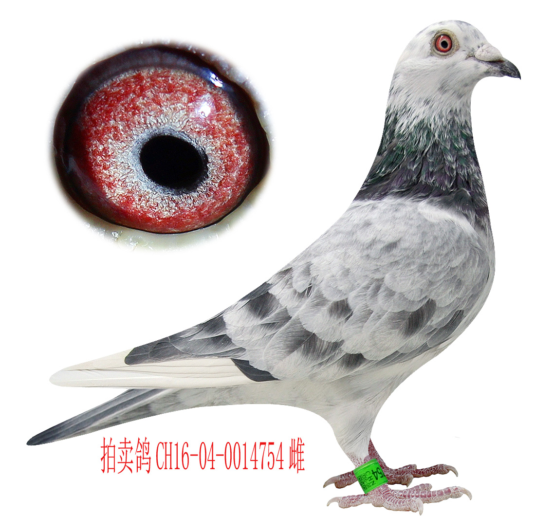 爱亚卡普vip飞鹰号(冬利奥银影飞鹰)1雌(16754) 保证金级 拍卖