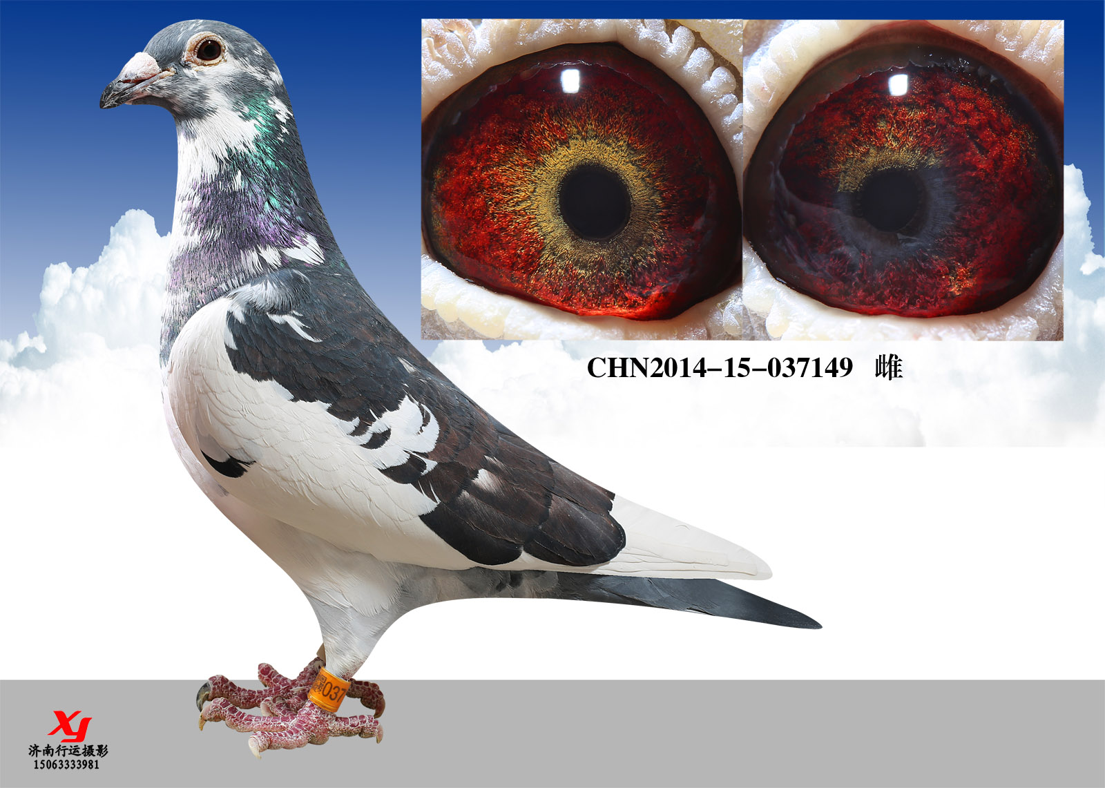 信鸽在线拍卖平台 - 中国信鸽信息网