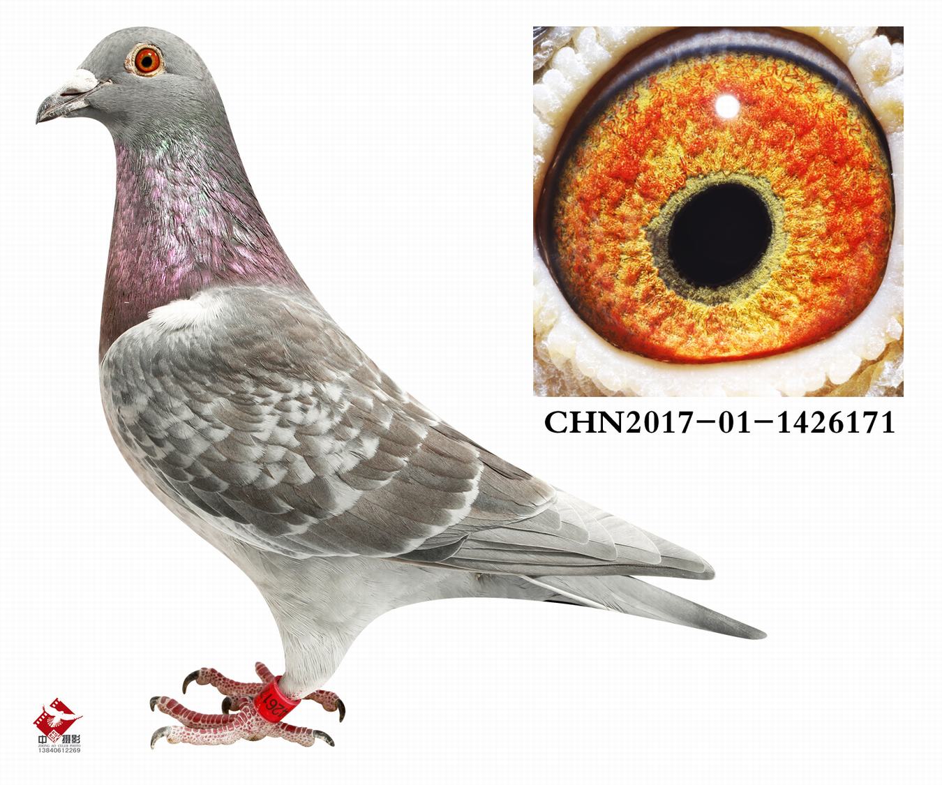 "银色371" 异色红纶多重近亲回血曾孙 保证金级 拍卖