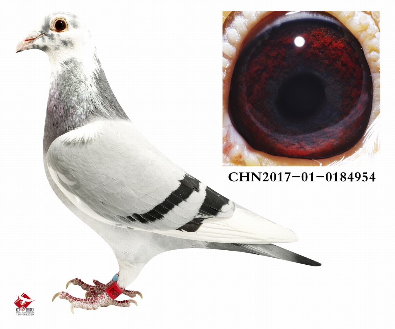 英格斯世界铭鸽"231"曾孙 保证金级 拍卖