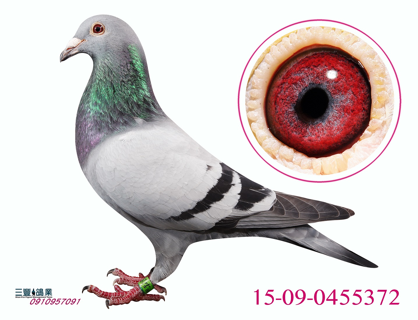 信鸽在线拍卖平台 - 中国信鸽信息网