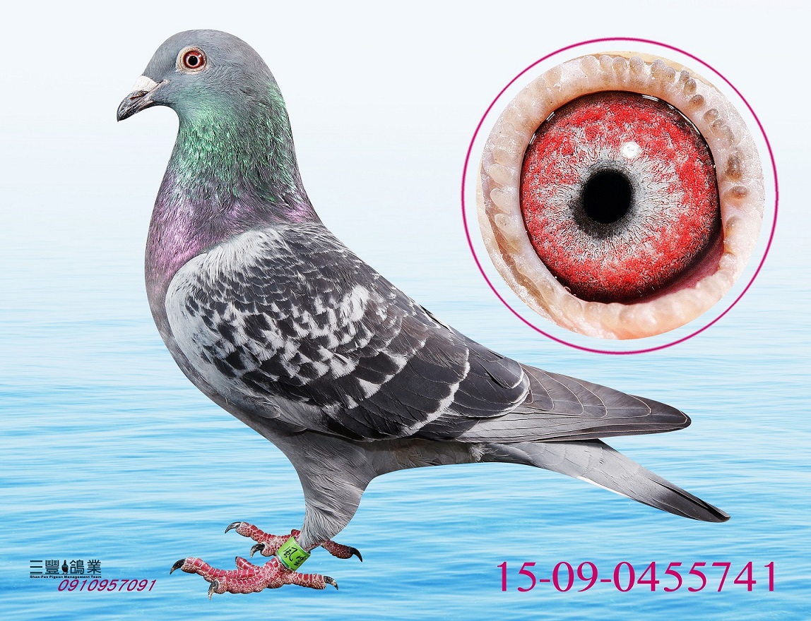 信鸽在线拍卖平台 - 中国信鸽信息网