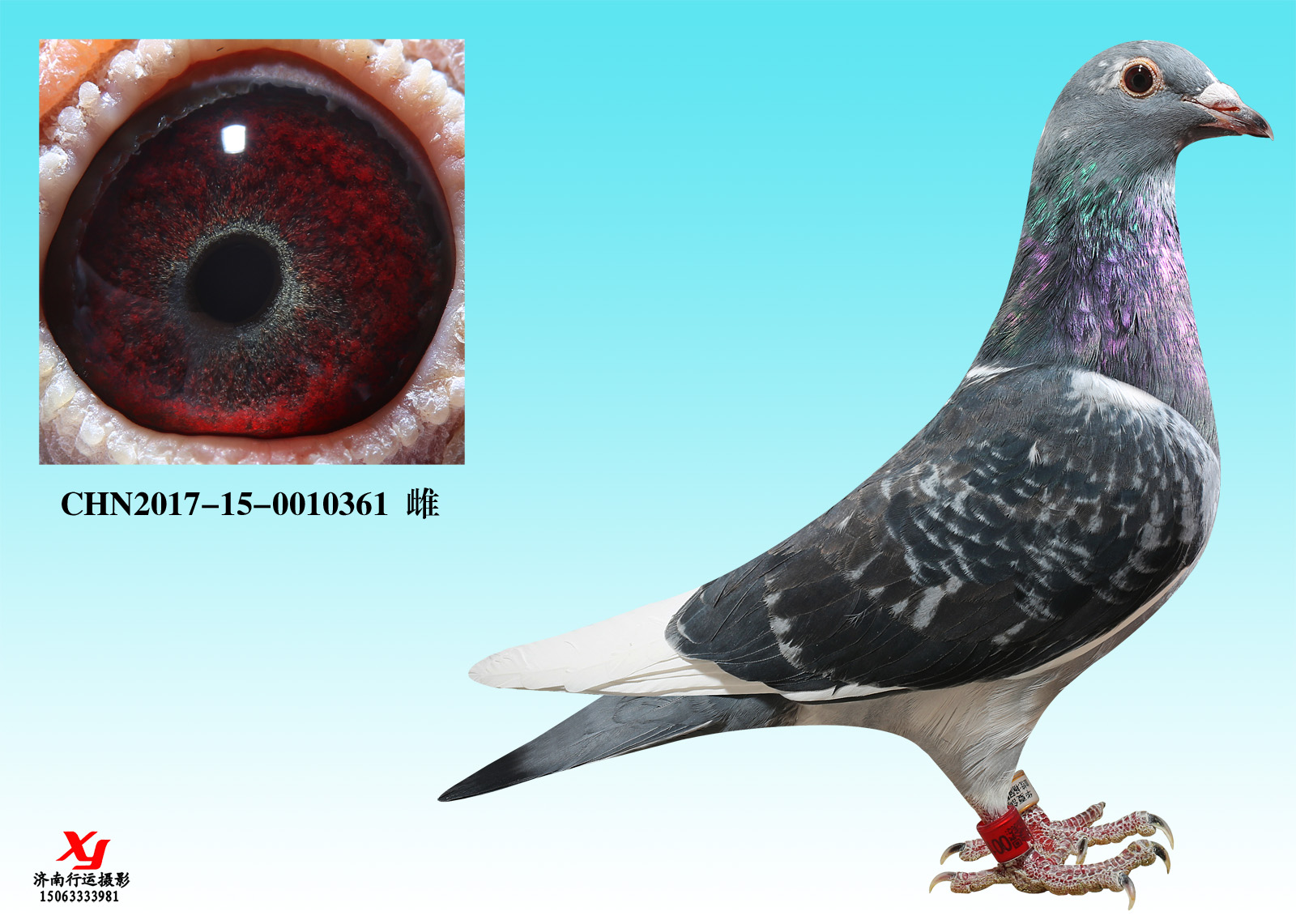 米歇尔多利原环一代 保证金级 拍卖