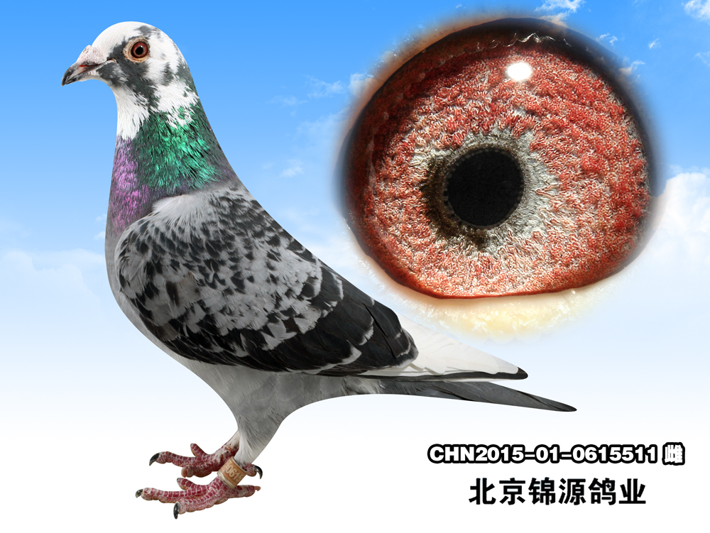 桑杰士第一武士 保证金级 拍卖