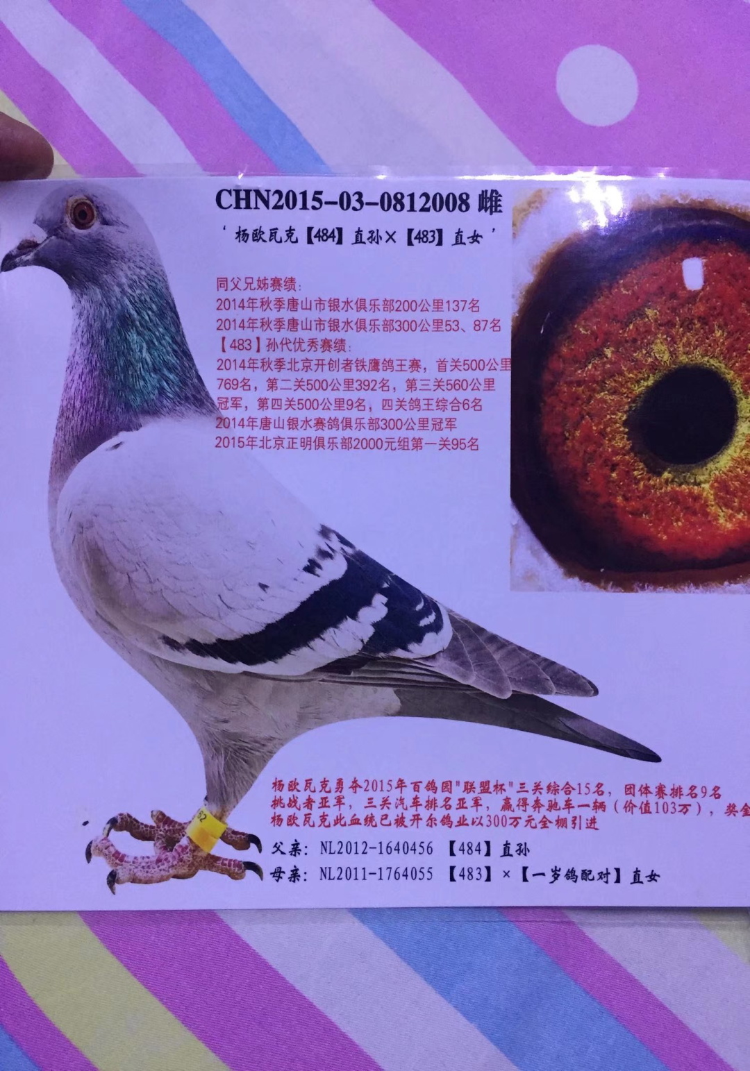 信鸽在线拍卖平台 - 中国信鸽信息网