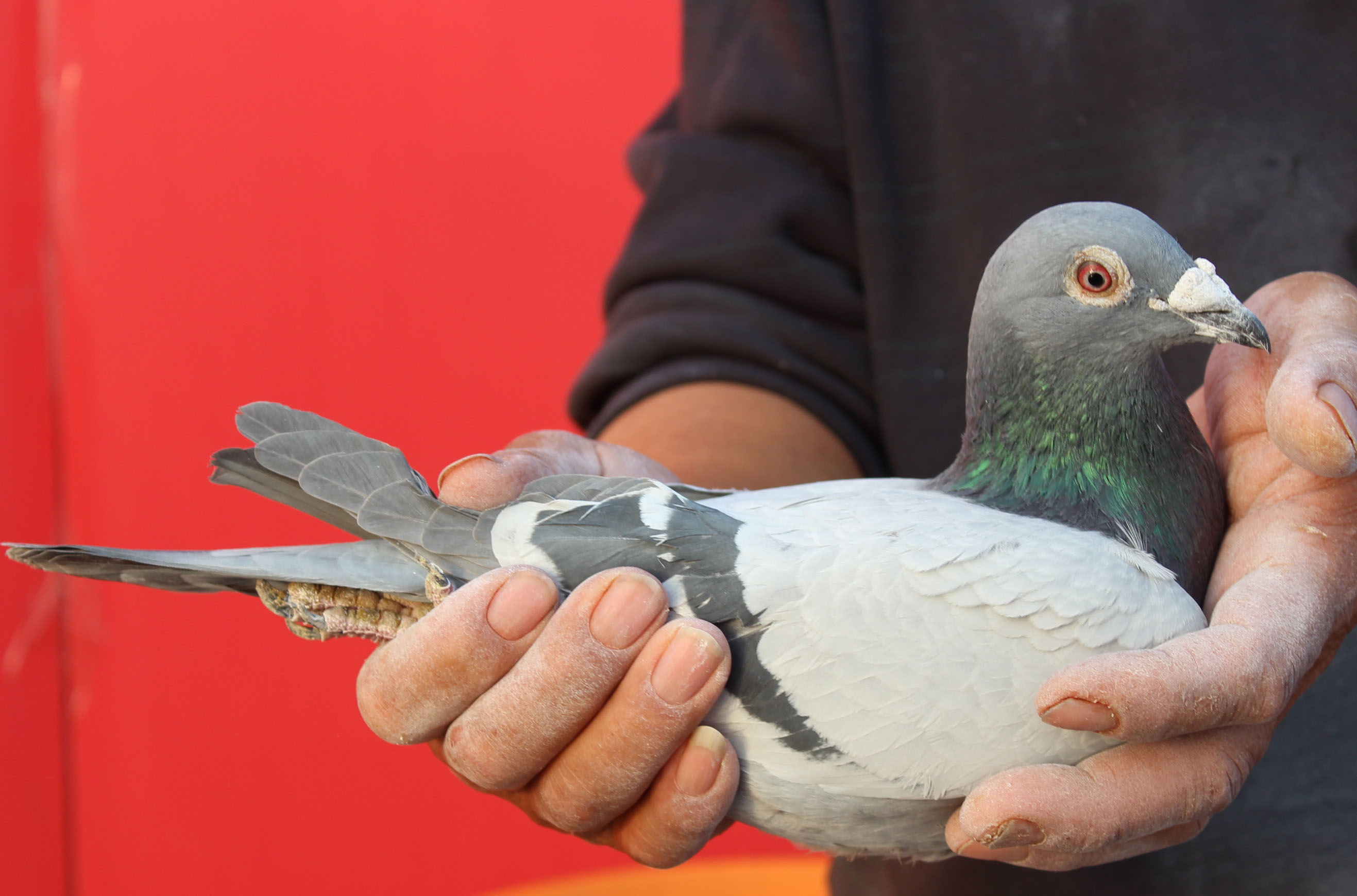 考夫曼血系种雄 保证金级 拍卖