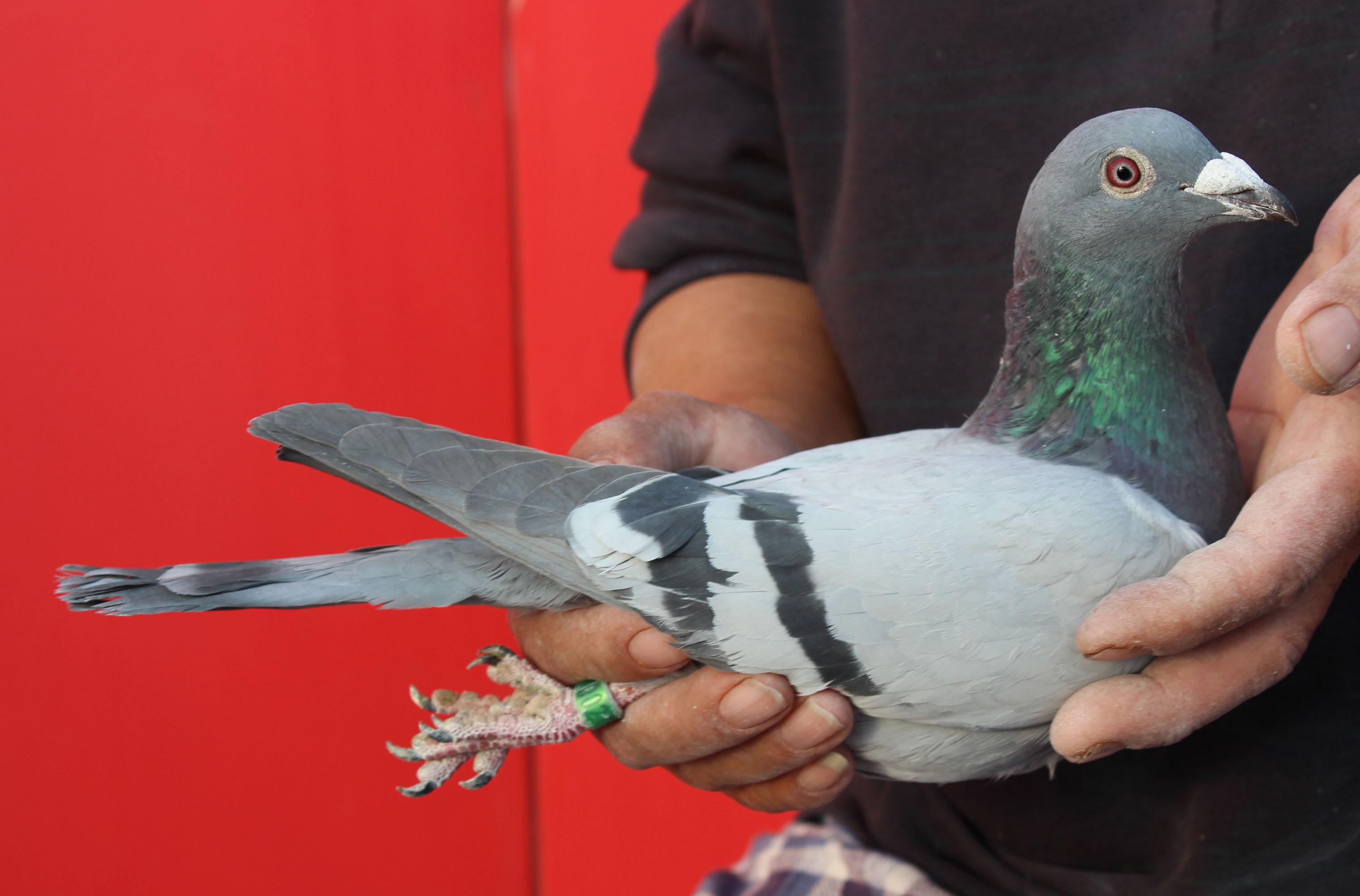 夏拉肯血系超级雄鸽 保证金级 拍卖