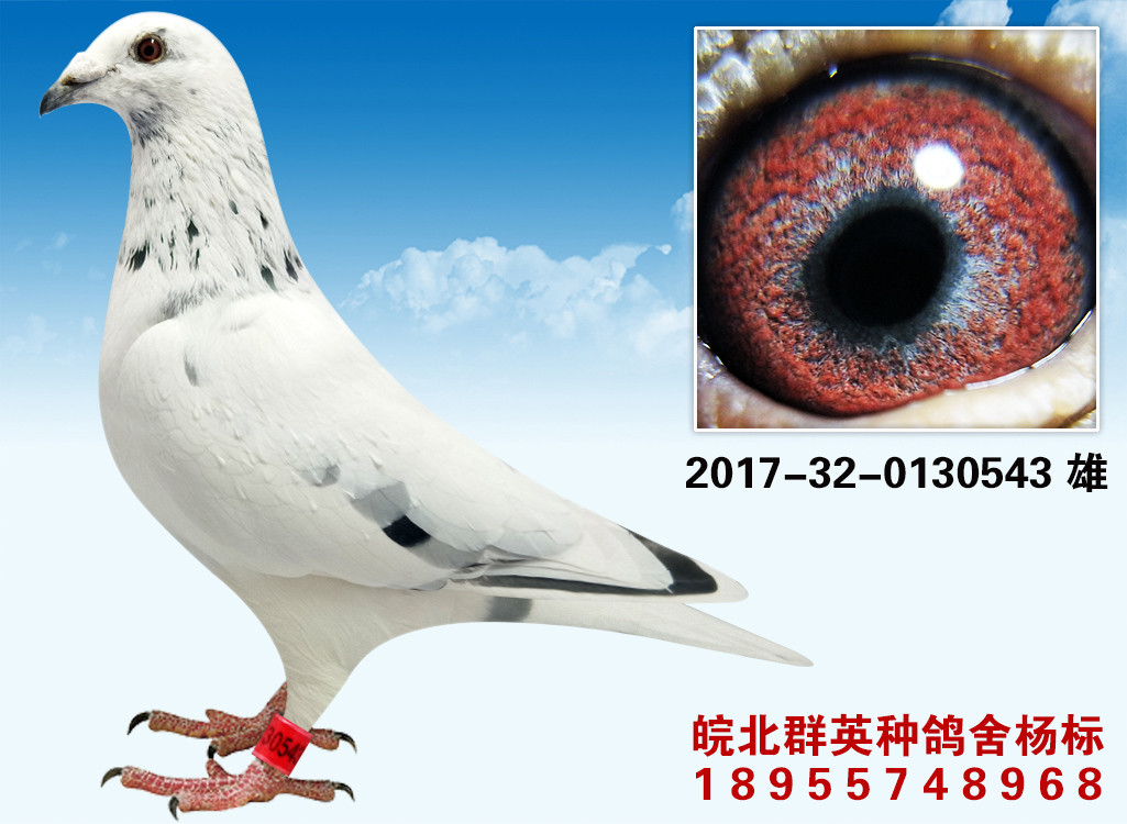 >> 查看拍卖商品