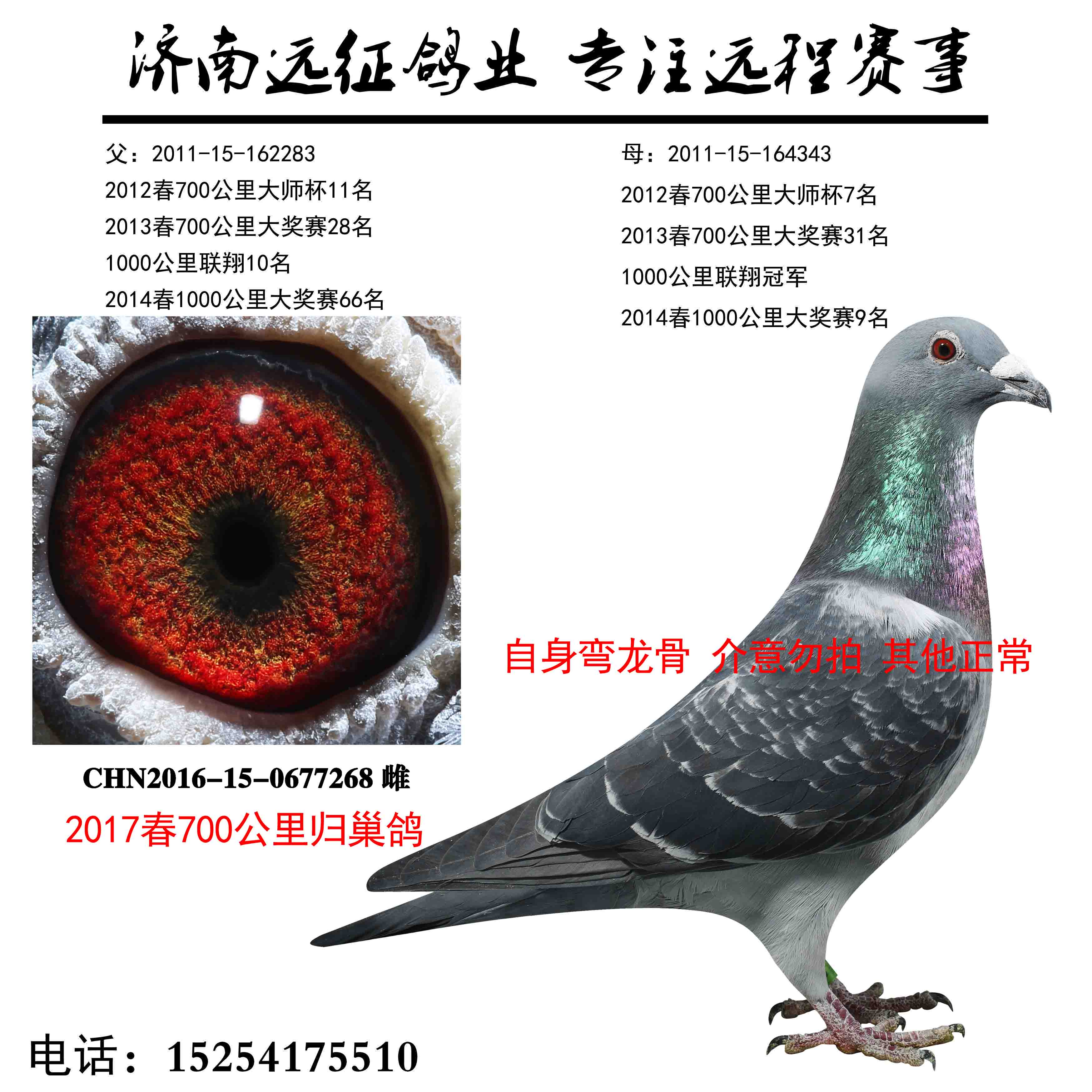 空运:按次数计算,得标1羽及多羽,每次均按300元支付,鸽友必须自行到