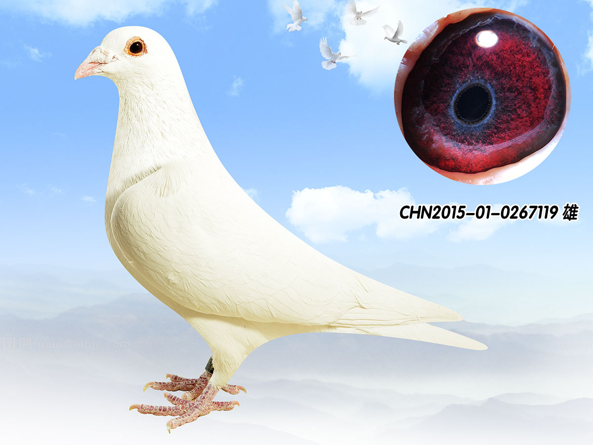 >> 查看拍卖商品