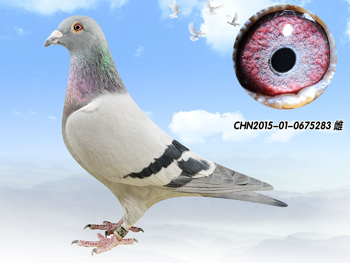 盖比 闪电号 雌 保证金级 拍卖