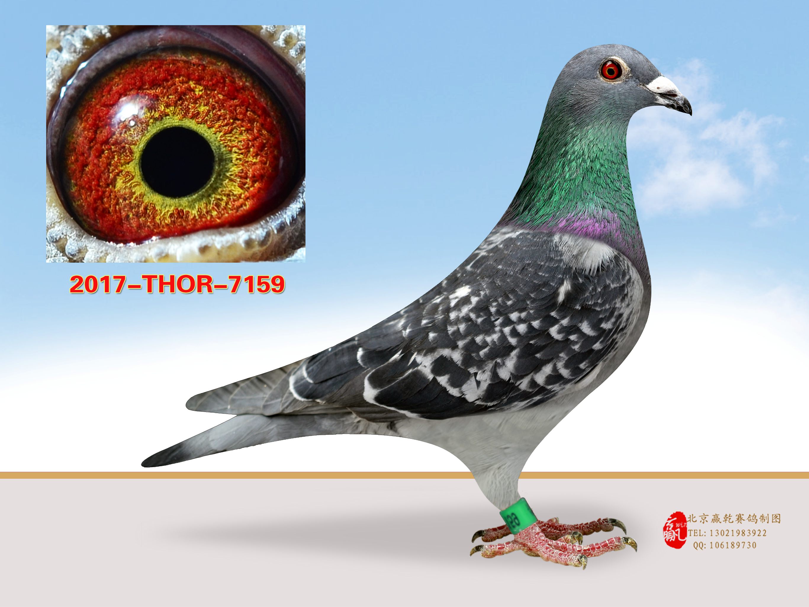 魁百捷美国thor联合鸽舍 - 中信网铭鸽展厅 www.ag188.com