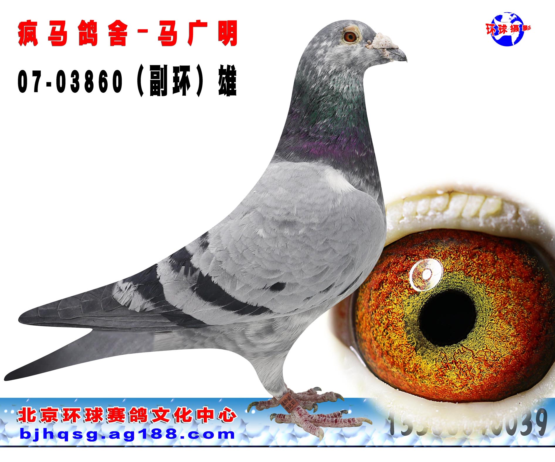 乔斯托内血系 本舍老种鸽 保证金级 拍卖