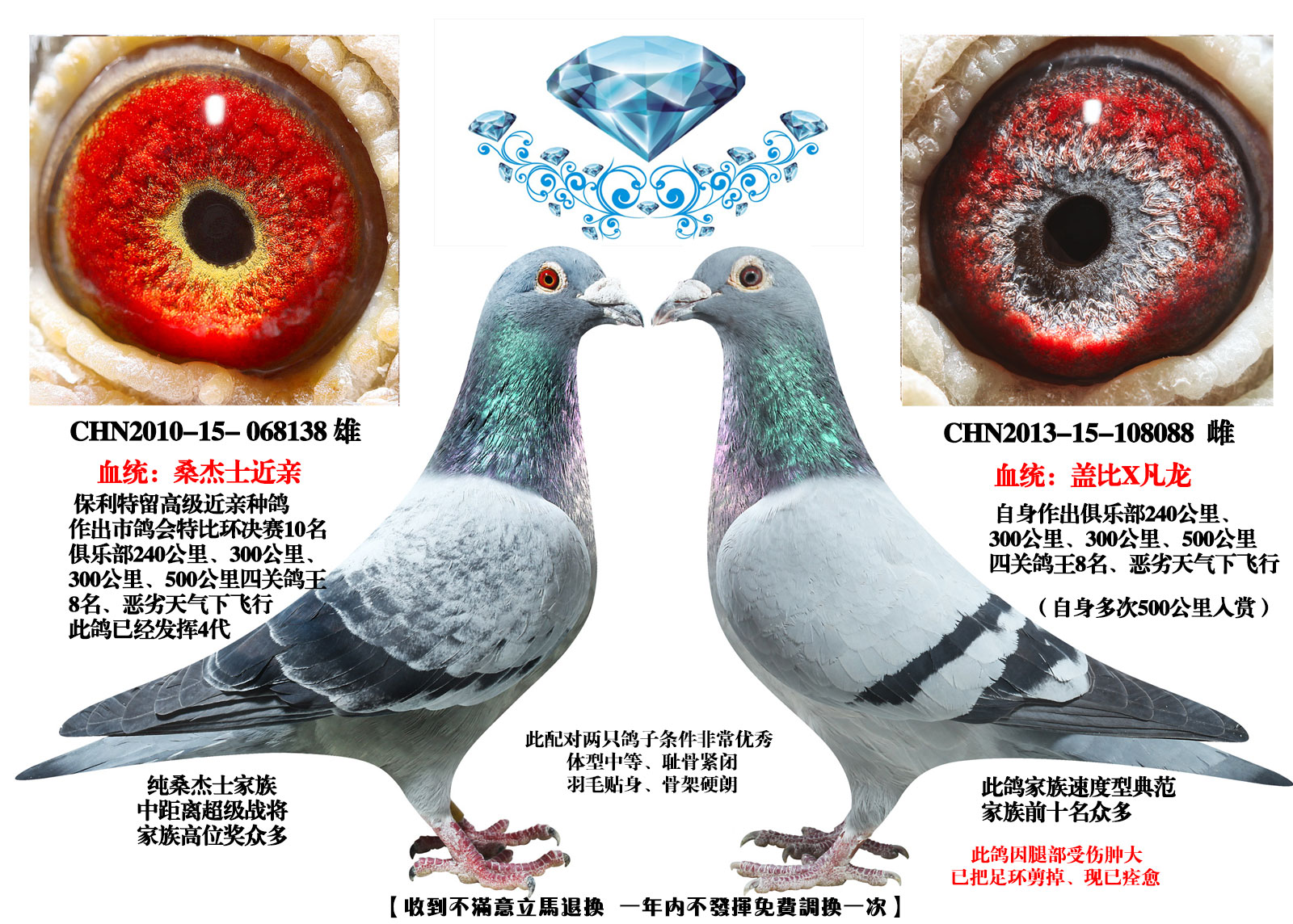 空运:按次数计算,得标1羽及多羽,每次均按300元支付,鸽友必须自行到