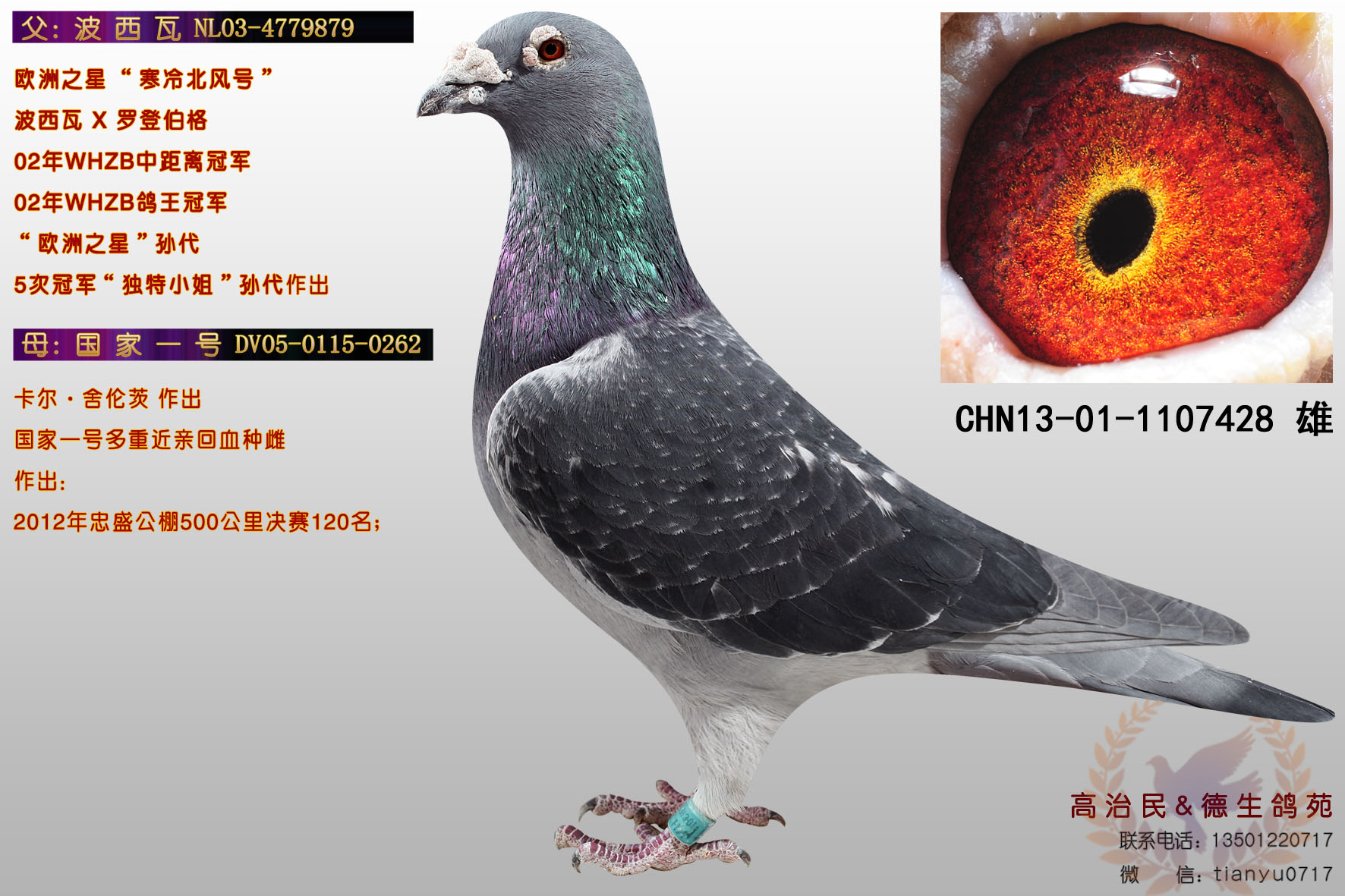 北京田德生种鸽图片图片