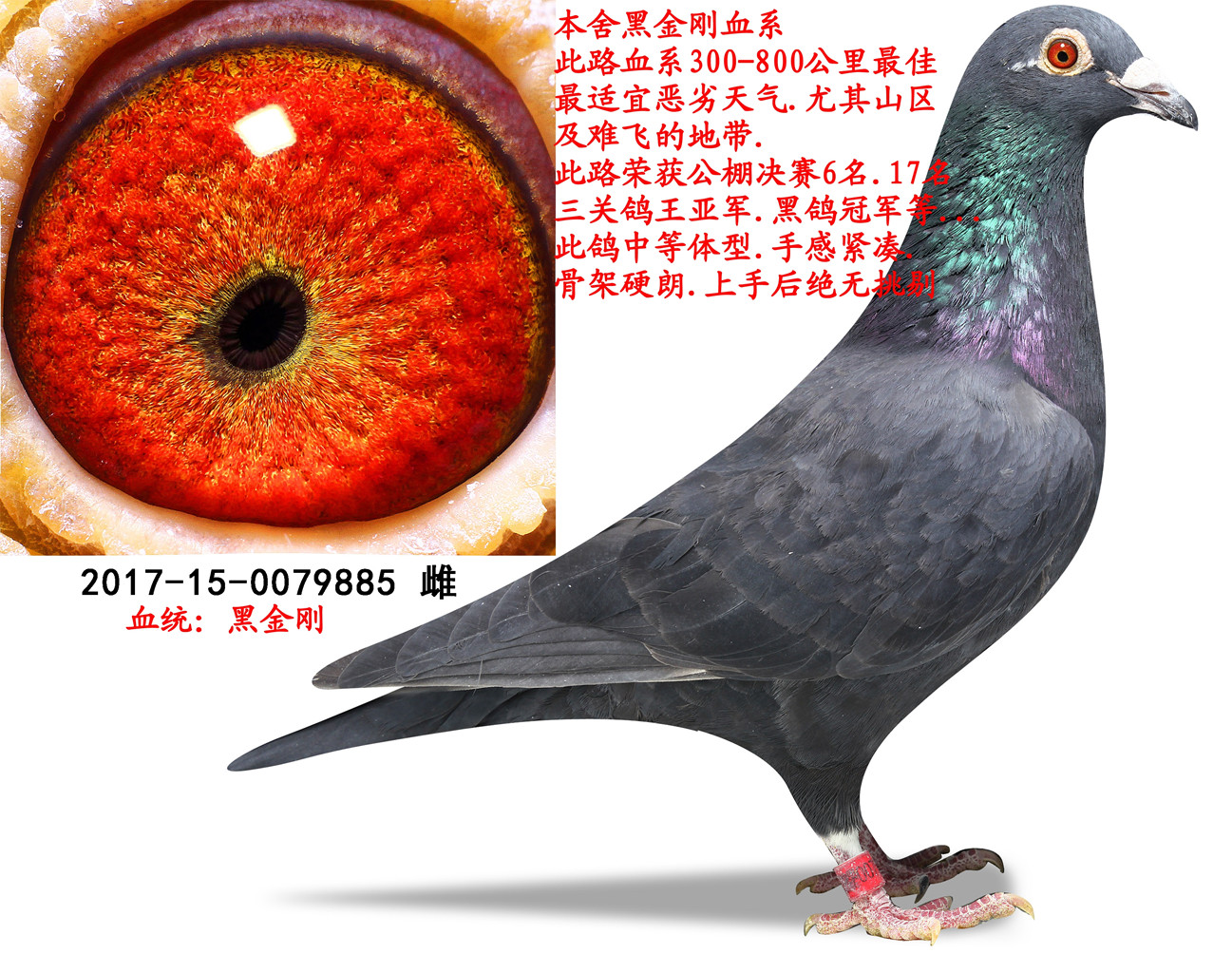 信鸽在线拍卖平台 中国信鸽信息网