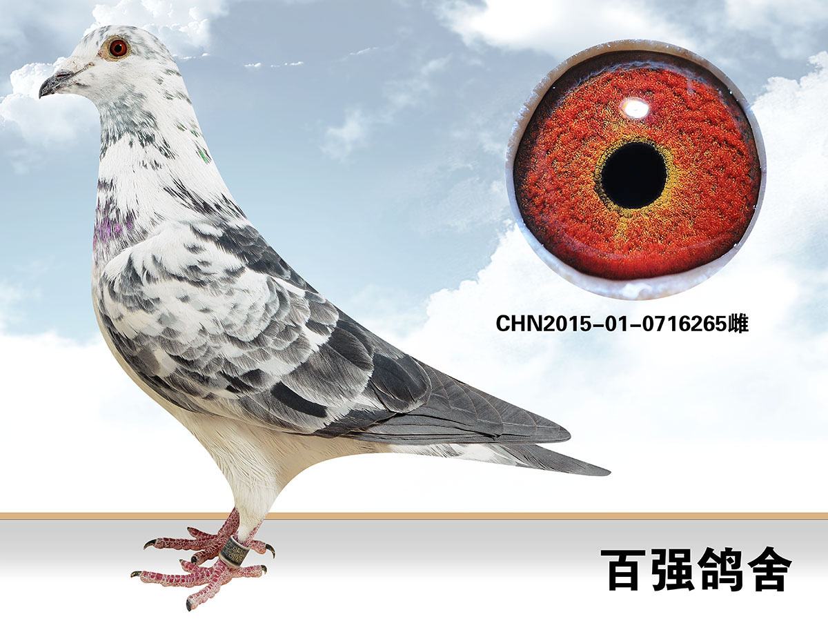 中国百强鸽舍