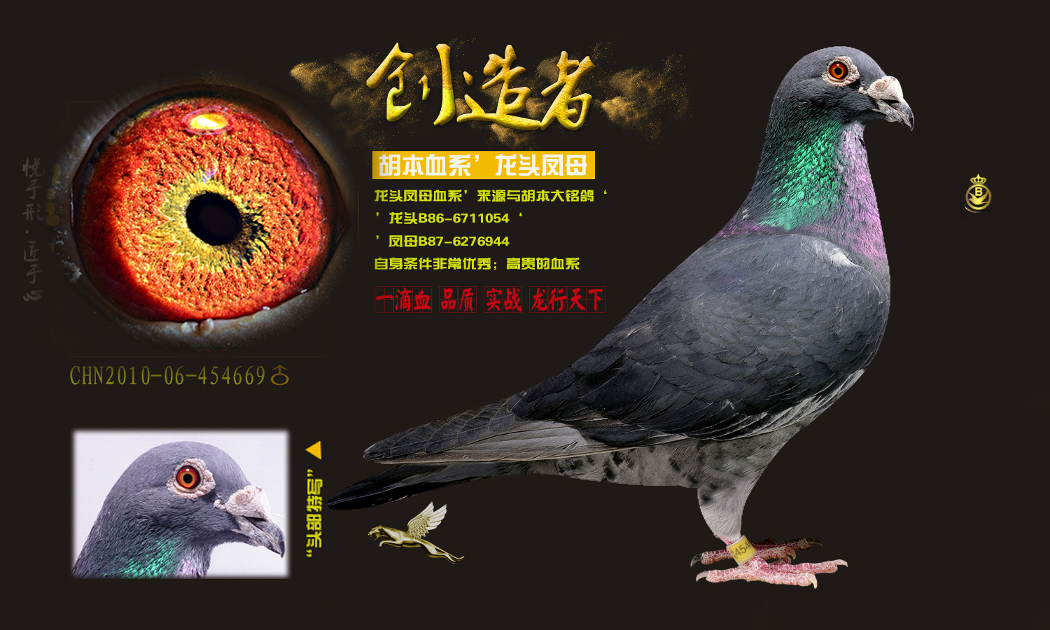 信鸽拍卖首页 拍卖专题 >> 查看拍卖商品   龙头凤母/胡本