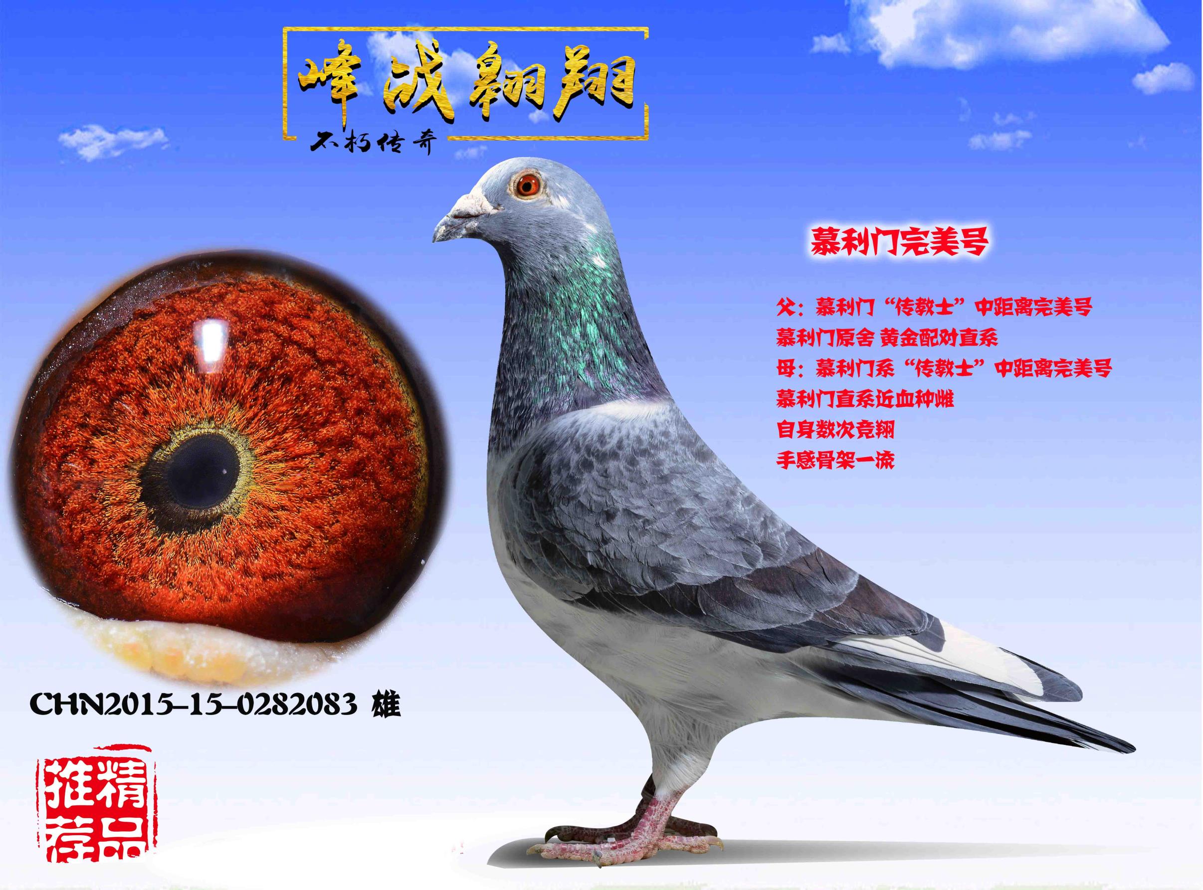 信鸽在线拍卖平台 - 中国信鸽信息网