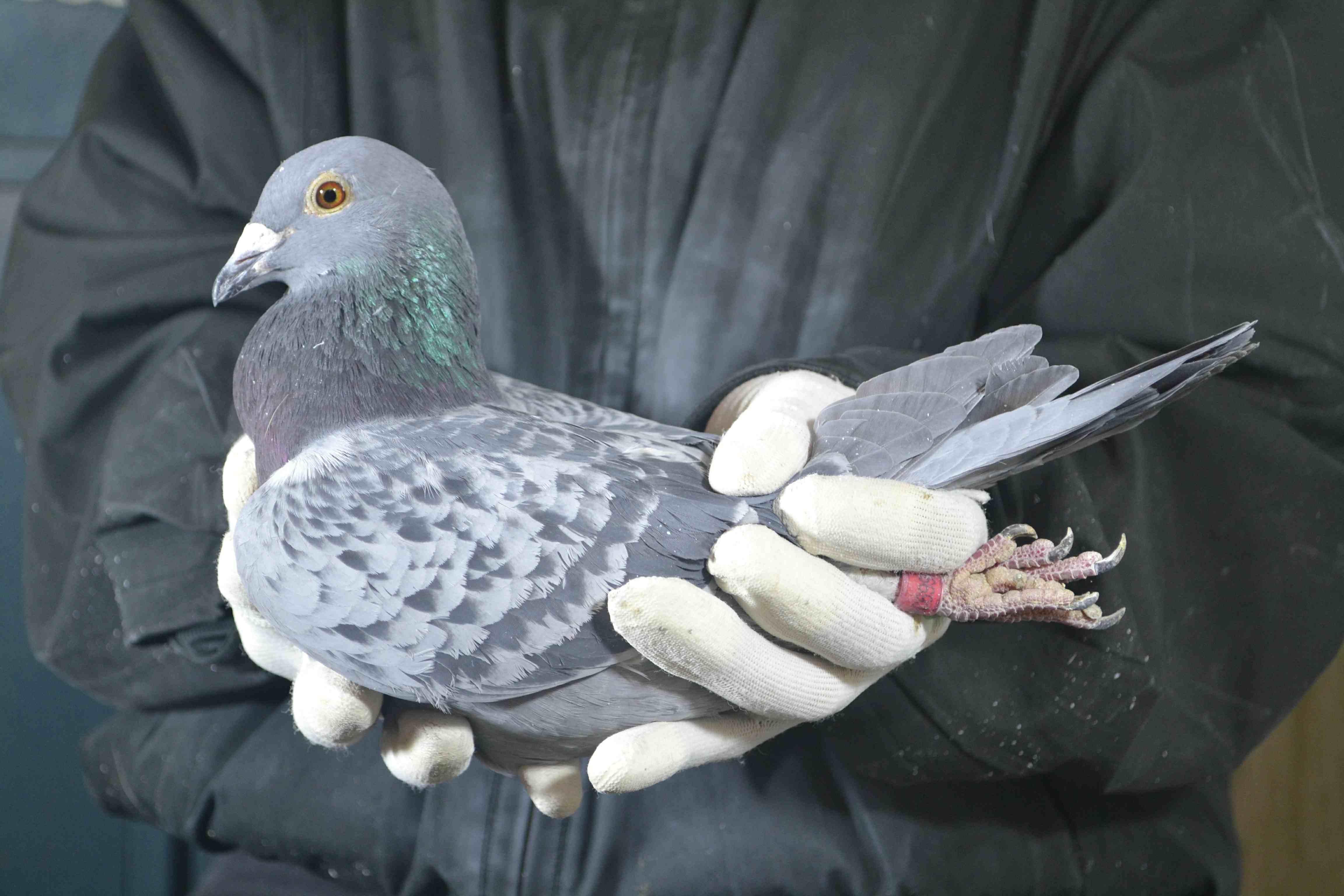 信鸽拍卖首页 拍卖专题 >> 查看拍卖商品 当前出价: 500          元