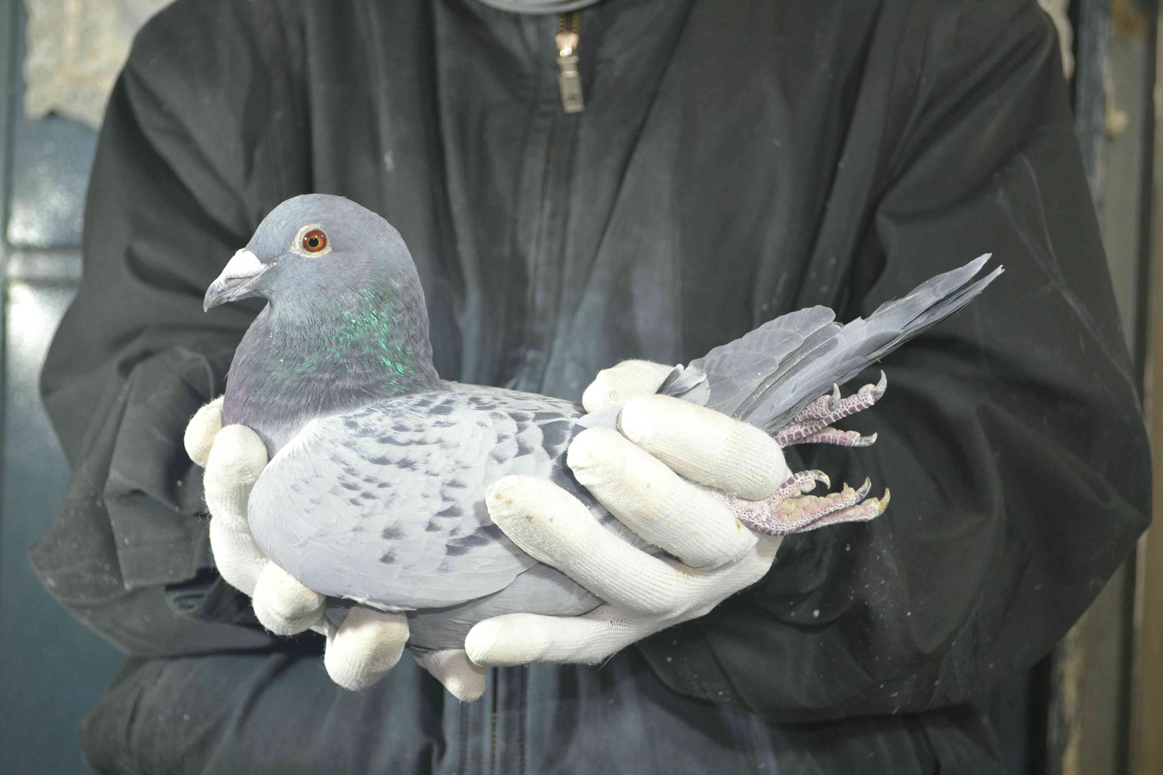 信鸽在线拍卖平台