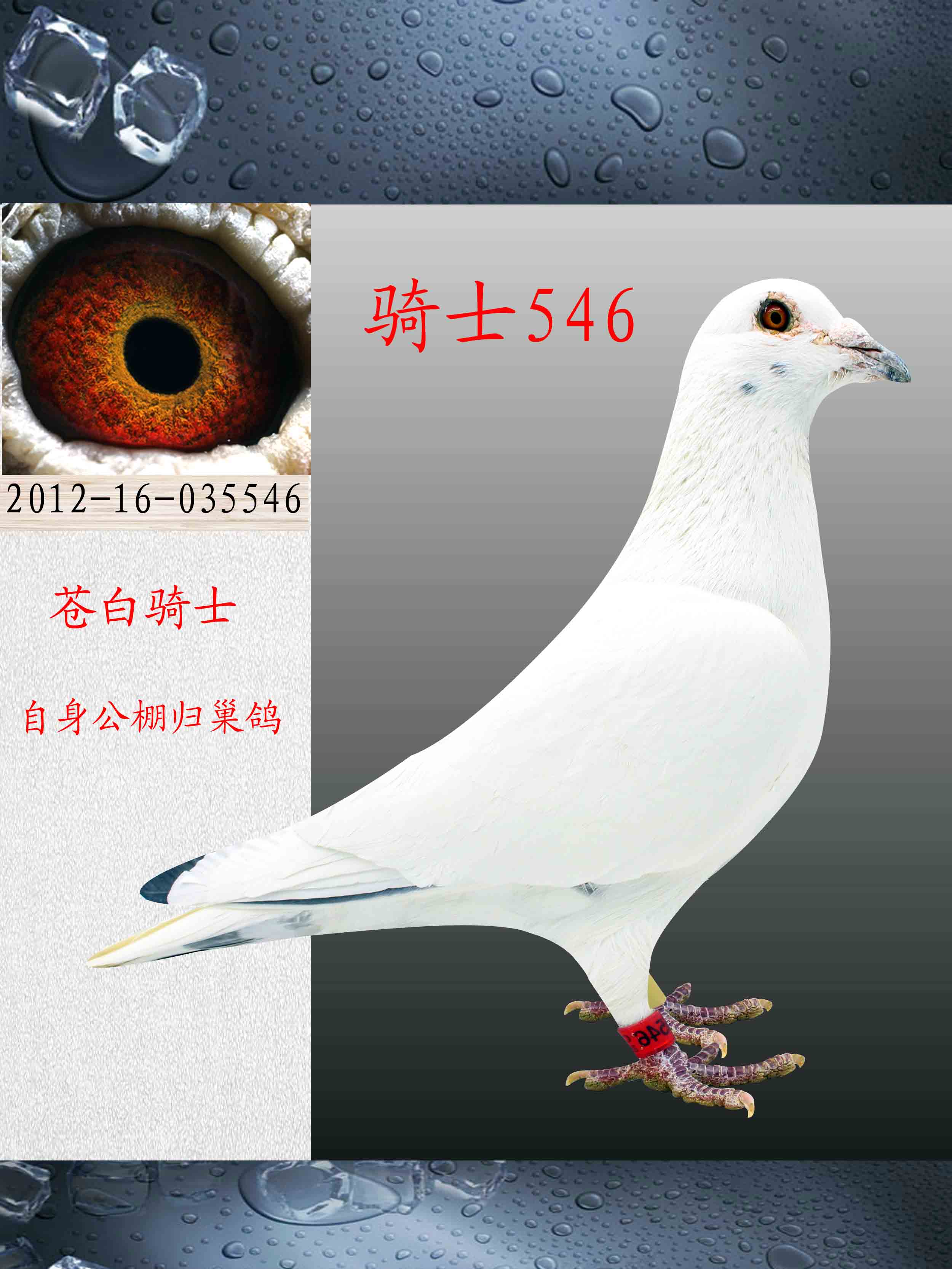 信鸽在线拍卖平台 - 中国信鸽信息网