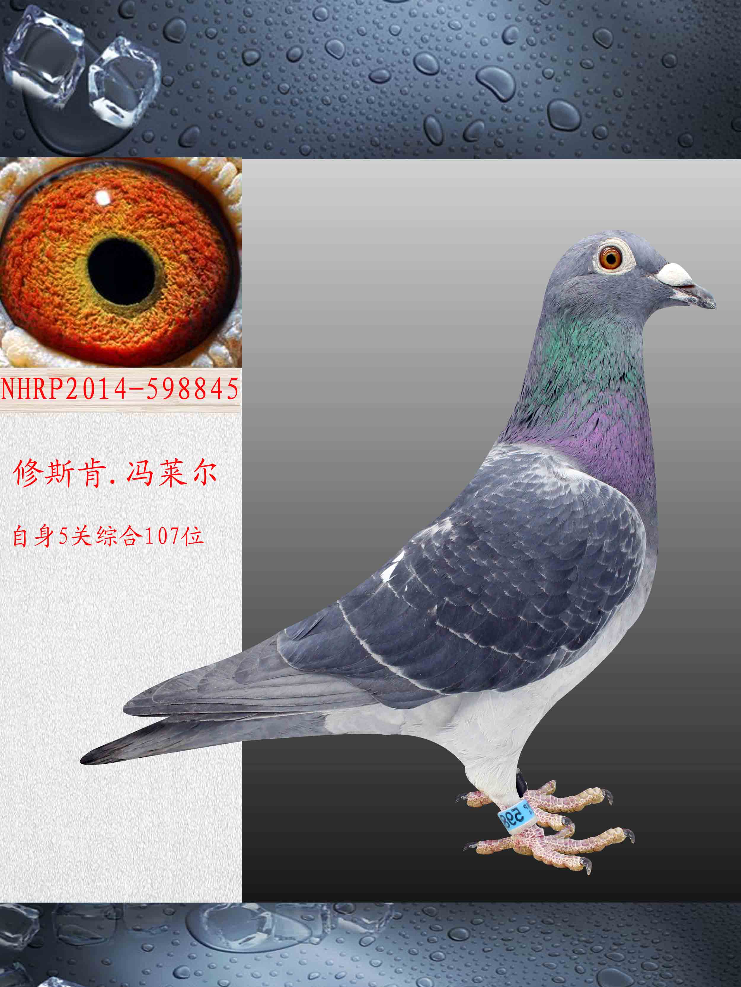 空运:按次数计算,得标1羽及多羽,每次均按300元支付,鸽友必须自行到