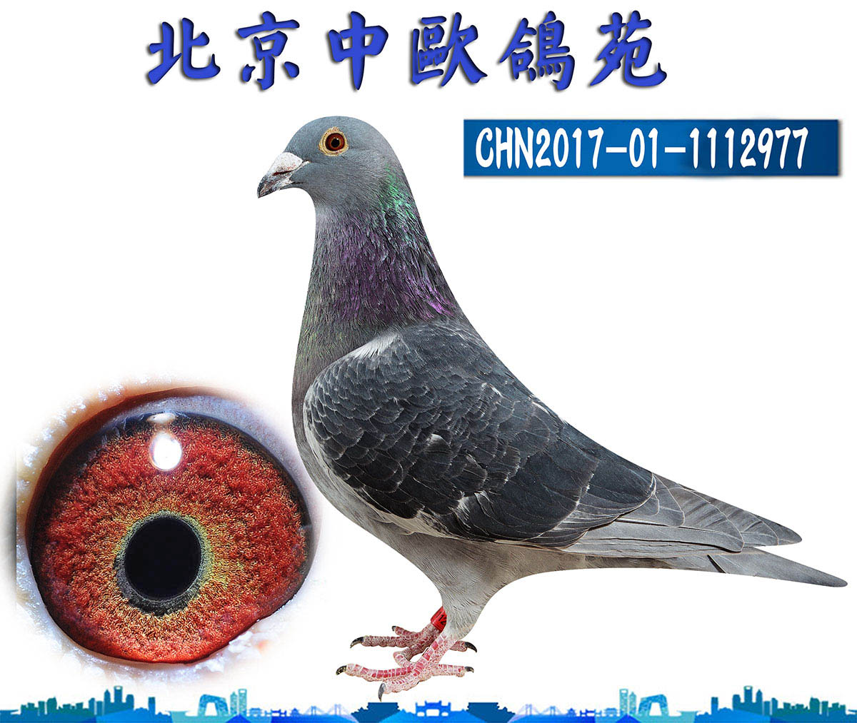 乔斯佛卡门 雄 保证金级 拍卖