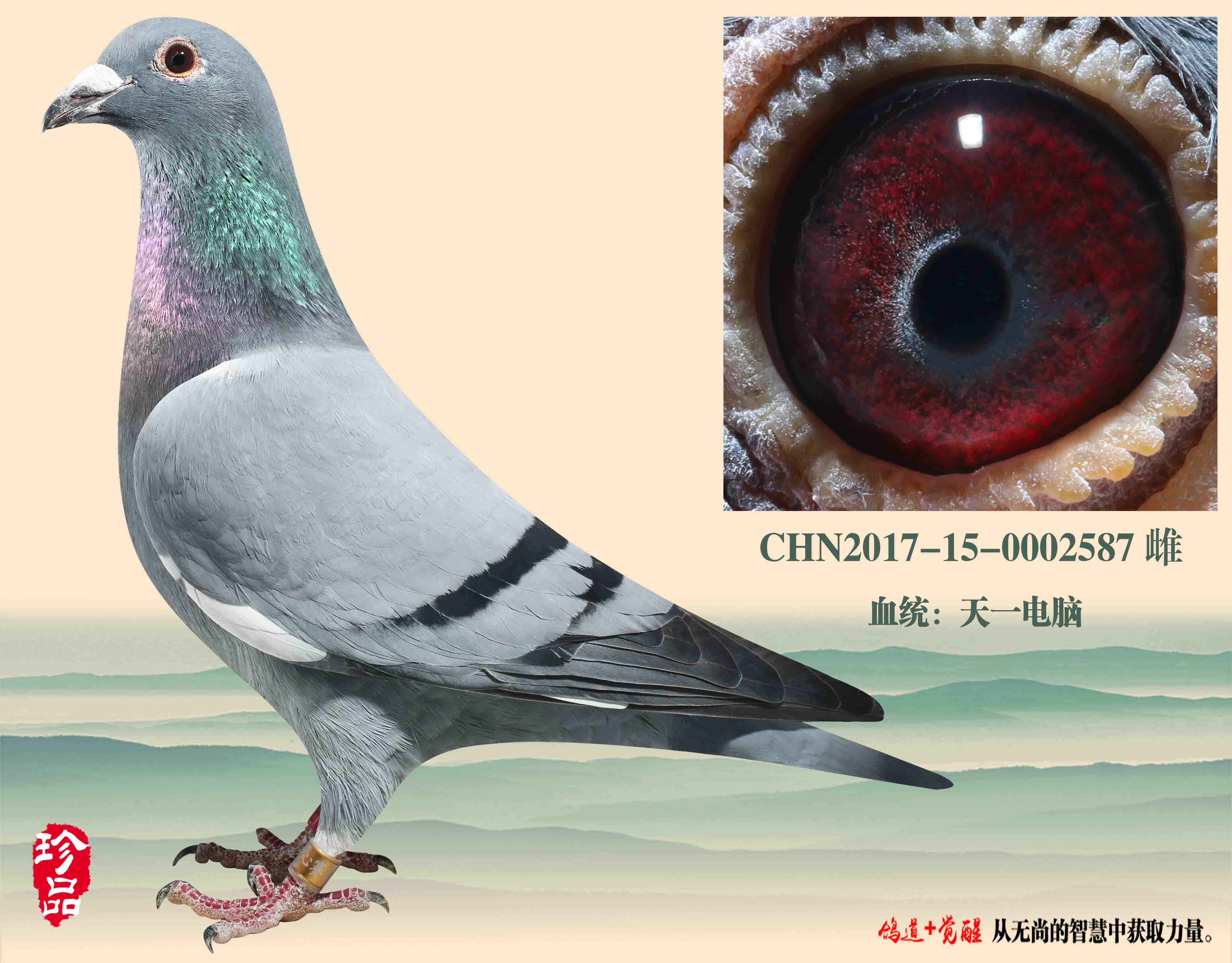 天一电脑 保证金级 拍卖