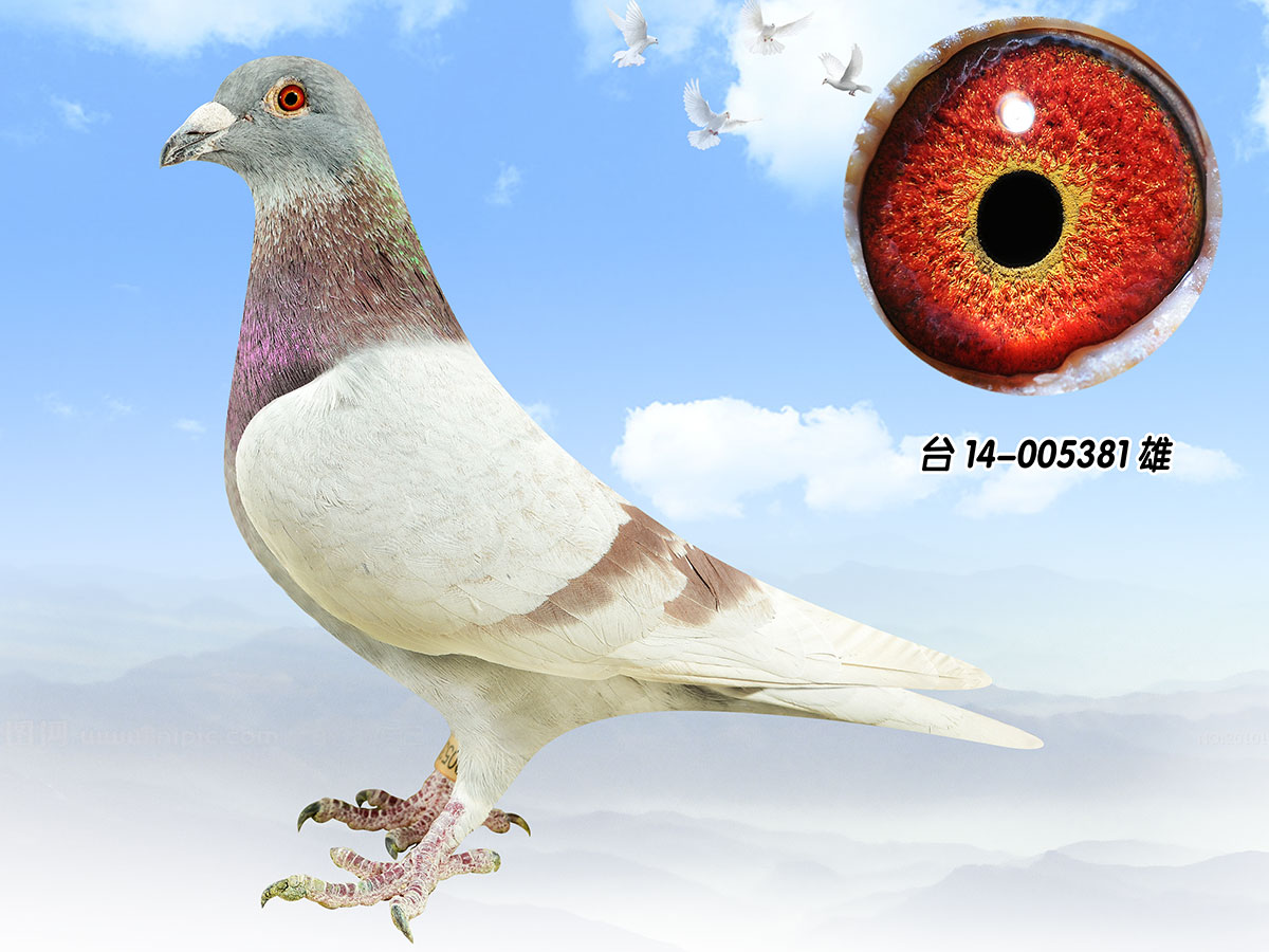 信鸽在线拍卖平台 - 中国信鸽信息网