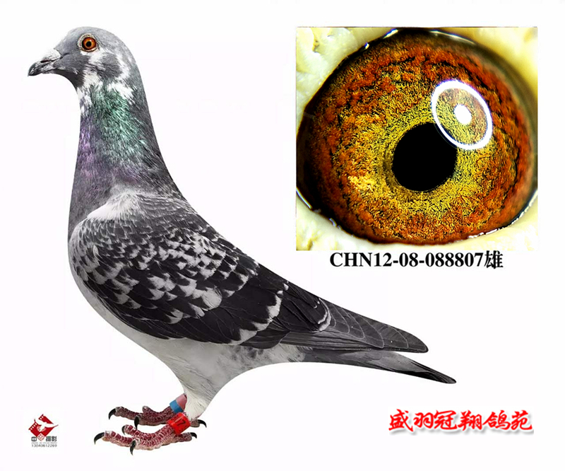 盛羽冠翔鸽苑 - 中信网铭鸽展厅 www.ag188.com