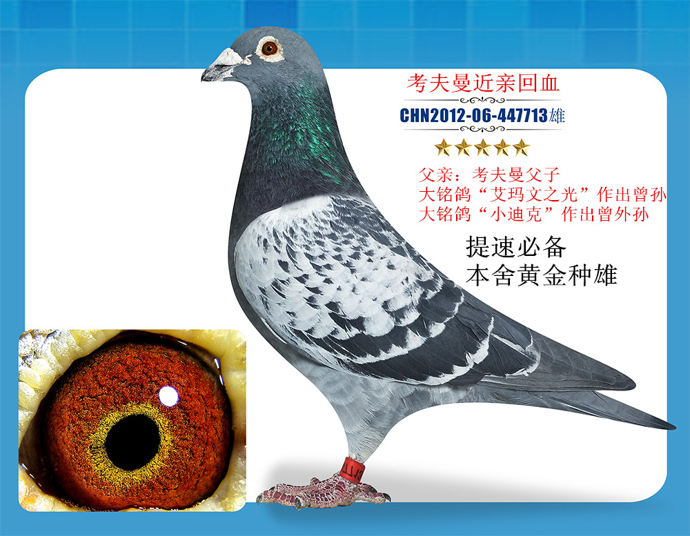 信鸽拍卖首页 拍卖专题 >> 查看拍卖商品   考夫曼近亲作出